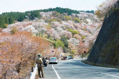 Nara, Japonya - Japonya 'daki Yoshino Dağı' ndaki Nakasenbon bölgesinde kiraz çiçekleri. Yoshino Dağı, Kii Dağları 'ndaki UNESCO Dünya Mirası Kutsal Arazi ve Hac rotalarının bir parçasıdır.