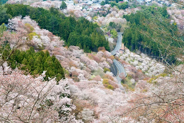 日本奈良 在日本奈良吉诺山的甲森本地区盛开樱花 吉诺山是联合国教科文组织世界遗产圣址的一部分 吉山山脉的圣地和朝圣路线 — 图库照片