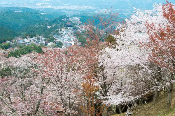 Nara Japan Kirschblüten Kamisenbon Gebiet Berg Yoshino Nara Japan Der — Stockfoto