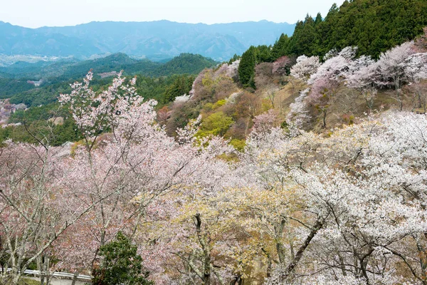 Nara Japan Kirschblüten Kamisenbon Gebiet Berg Yoshino Nara Japan Der — Stockfoto