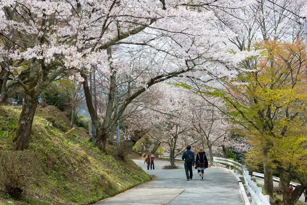 奈良県 奈良県吉野郡上千本地区の桜 世界遺産に登録されている吉野山 紀伊山地の霊場と参詣道 — ストック写真