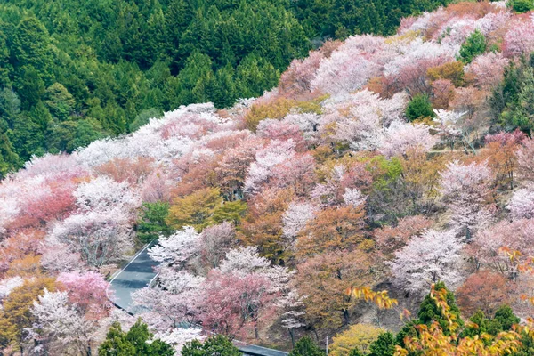 Nara Japan Kirschblüten Kamisenbon Gebiet Berg Yoshino Nara Japan Der — Stockfoto