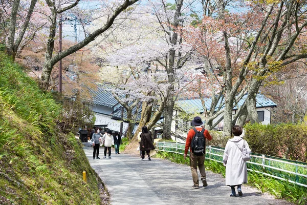 Nara Japon Des Cerisiers Fleurissent Dans Région Kamisenbon Mount Yoshino — Photo