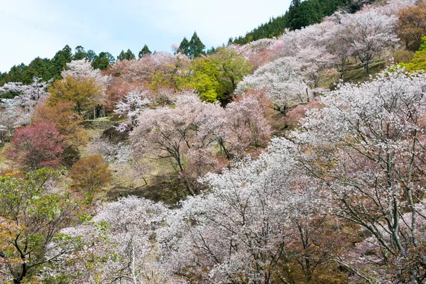 日本奈良 在日本奈良吉诺山的甲森本地区盛开樱花 吉诺山是联合国教科文组织世界遗产圣址的一部分 吉山山脉的圣地和朝圣路线 — 图库照片