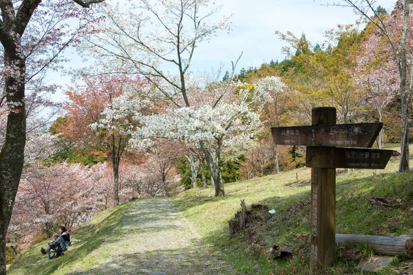 Nara Japonsko Třešňové Květy Oblasti Kamisenbon Mount Yoshino Nara Japonsko — Stock fotografie