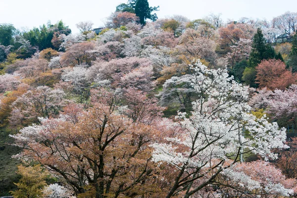 日本奈良 在日本奈良奈山中山地区盛开樱花 吉诺山是联合国教科文组织世界遗产圣址的一部分 吉山山脉的圣地和朝圣路线 — 图库照片