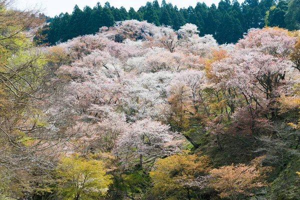 日本奈良 在日本奈良奈山中山地区盛开樱花 吉诺山是联合国教科文组织世界遗产圣址的一部分 吉山山脉的圣地和朝圣路线 — 图库照片