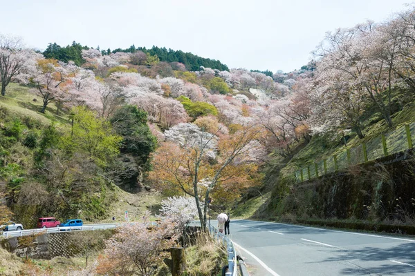 Nara Japonya Japonya Daki Yoshino Dağı Ndaki Nakasenbon Bölgesinde Kiraz — Stok fotoğraf