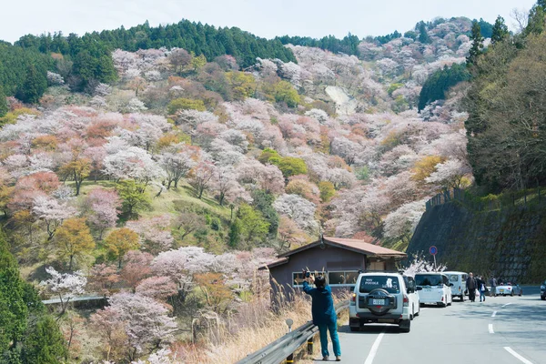 Nara Japan Kirschblüten Nakasenbon Gebiet Berg Yoshino Nara Japan Der — Stockfoto