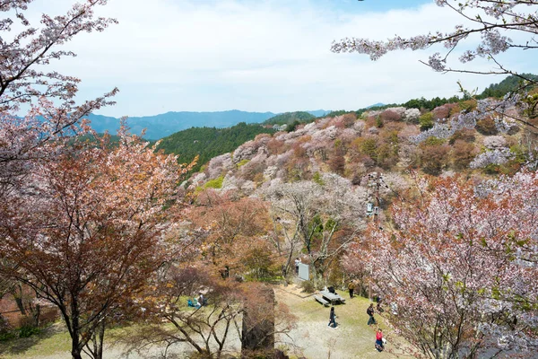 Nara Japonia Kwitnie Wiśnia Obszarze Nakasenbon Mount Yoshino Nara Japonia — Zdjęcie stockowe