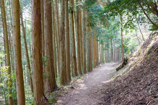 和歌山県 和歌山県九度山町石道 紀伊山地の霊場と参詣道 ユネスコ世界遺産 — ストック写真