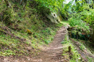 Wakayama, Japonya - Koyasan Pilmage Routes - Koya, Wakayama, Japonya 'daki Koyasan Choishimichi Hac Yolu. Burası UNESCO Dünya Mirasları Alanı.