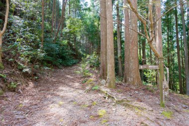 Wakayama, Japonya - Tanabe, Wakayama, Japonya 'daki Hosshinmon-oji yakınlarında Kumano Kodo. UNESCO 'nun Dünya Mirası Alanındaki 