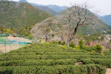 Wakayama, Japonya - Japonya, Wakayama, Tanabe 'de Mizunomi-oji ve Kumano Kodo' da Fushiogami-oji (Nakahechi Route) çay çiftliği.