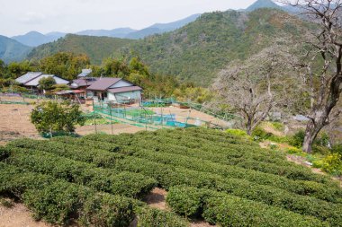 Wakayama, Japonya - Japonya, Wakayama, Tanabe 'de Mizunomi-oji ve Kumano Kodo' da Fushiogami-oji (Nakahechi Route) çay çiftliği.