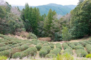 Wakayama, Japonya - Tanabe, Wakayama, Japonya 'da Kumano Kodo' da (Nakahechi Route) Fushiogami-oji yakınlarında çay tarlası.