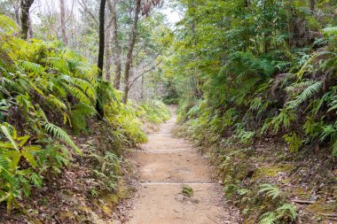 Wakayama, Japonya - Tanabe, Wakayama, Japonya 'da Kumano Kodo' da Fushiogami-oji ve Kumano Hongu Taisha (Nakahechi Route) arasında. UNESCO Dünya Mirasları Alanının bir parçasıdır..