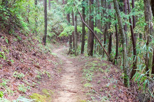 和歌山県 高野山参詣道 女院道 和歌山県高野市 ユネスコ世界遺産に登録されている — ストック写真