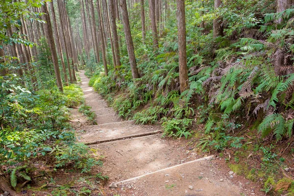 Wakayama Japon Entre Mizunomi Oji Fushiogami Oji Sur Kumano Kodo — Photo