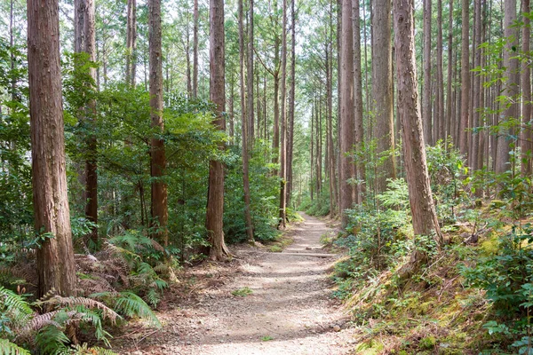 和歌山県 和歌山県田辺市熊野古道 中辺路 の水小路 伏見小路の間 ユネスコ世界遺産に登録されている — ストック写真