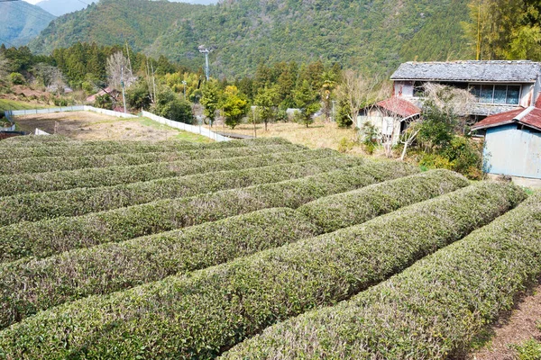 Wakayama Japan Tea Plantation Mizunomi Oji Fushiogami Oji Kumano Kodo — Stock Photo, Image