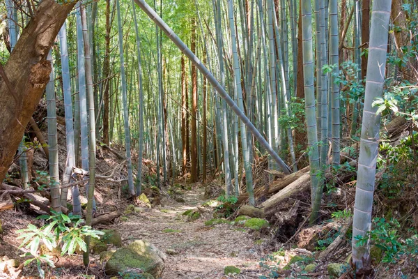 Wakayama Japan Kokuji Toge Pass Kumano Kodo Nakahechi Route Nachikatsuura — Stock fotografie