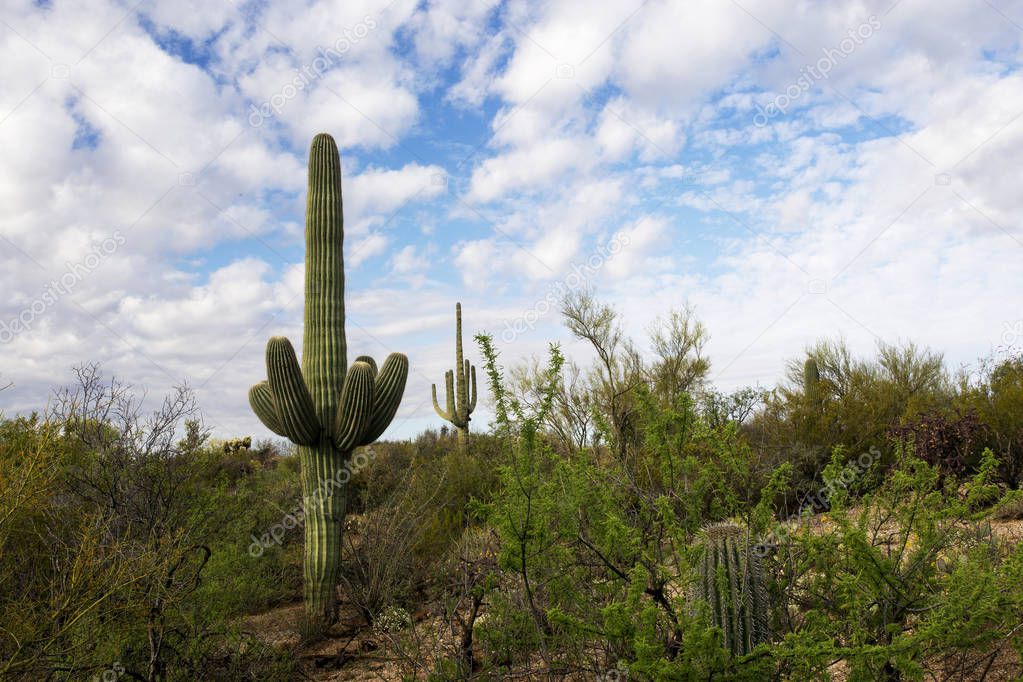 Saguaro Cactus with Unique Clouds in the Sky, Tucson, Arizona