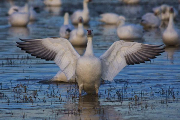Snow Goose on the Ponds at Bosque Del Apache Near Socorro, New Mexico.  Spreading his wings begging for his picture to be taken.