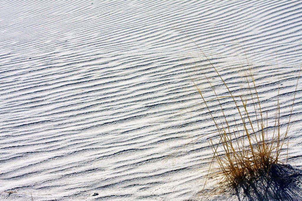Winter Grasses in the White Sands National Monument