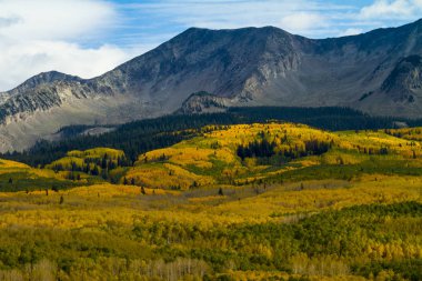 Altın Aspen ağaçlar Colorado Rocky dağlarında halı