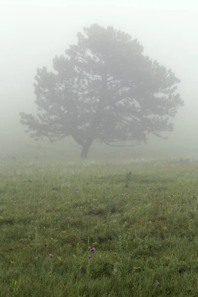 stock image Tree in the Fog at Custer State Park in South Dakota