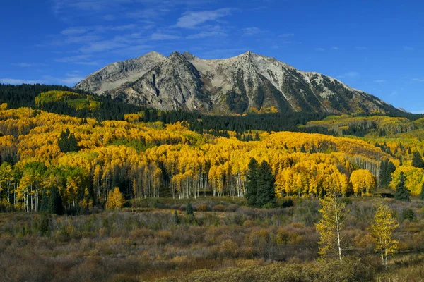 Colorful Yellow Aspen in the Rocky Mountains of Colorado
