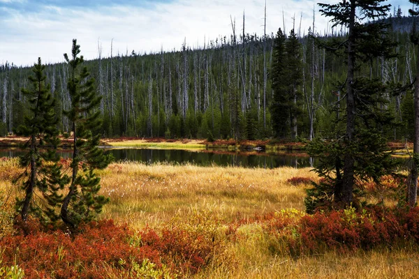 Lewis Nehri boyunca Yellowstone Milli Parkı, Wyoming sonbahar renkleri