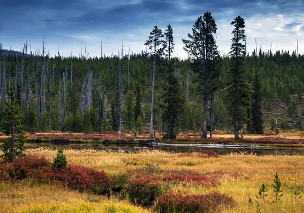 Lewis Nehri boyunca Yellowstone Milli Parkı, Wyoming sonbahar renkleri