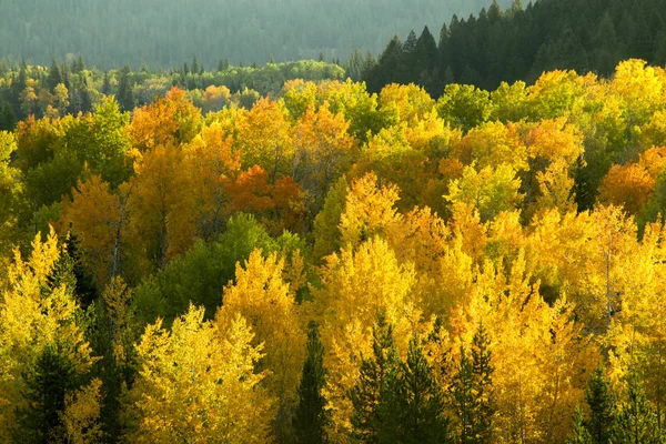 Sonbahar renkleri, Grand Teton Milli Parkı, Wyoming