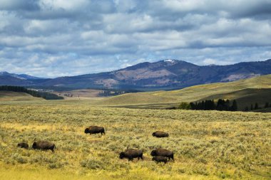 Bison in Hayden Flats, Yellowstone National Park, Wyoming clipart
