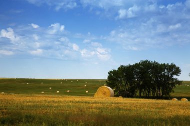 Buffalo Ulusal otlaklar, Güney Dakota boşluk. Balya saman alanlarındaki