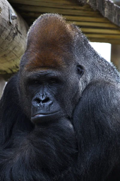 Gorilla Gladys Porter Zoo Brownsville Texas — Stockfoto