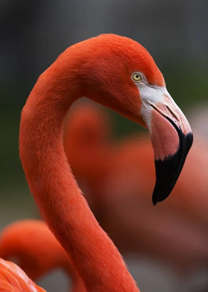 Brownsville, Texas Gladys Porter hayvanat bahçesinde Karayip Flamingo