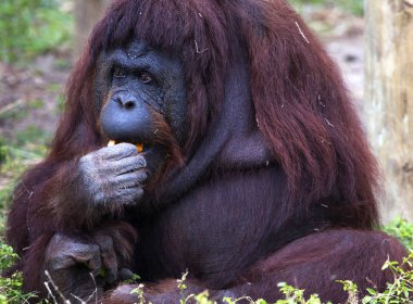 Brownsville, Texas Gladys Porter hayvanat bahçesindeki orangutan