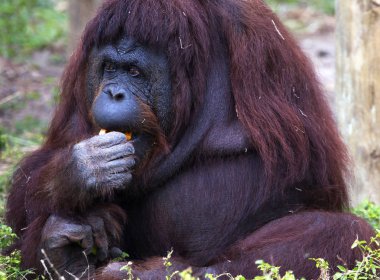 Orangutan at the Gladys Porter Zoo in Brownsville, Texas clipart
