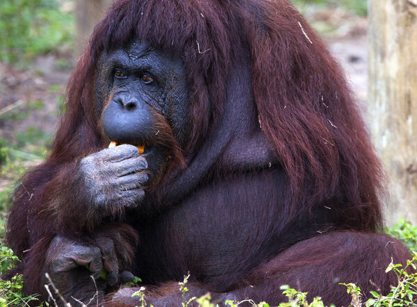 Orangutan at the Gladys Porter Zoo in Brownsville, Texas