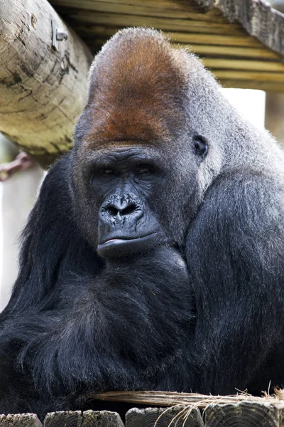 Gorilla at the Gladys Porter Zoo in Brownsville Texas