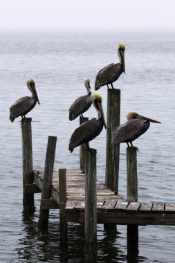 Güney Padre Adası, Texas Dock üzerindeki kahverengi Pelikan