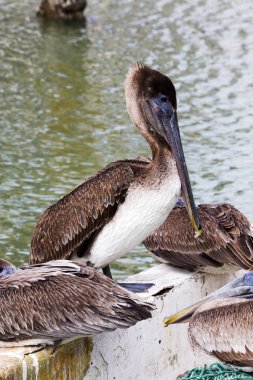 Corpus Christi Marinada, kahverengi Pelikan