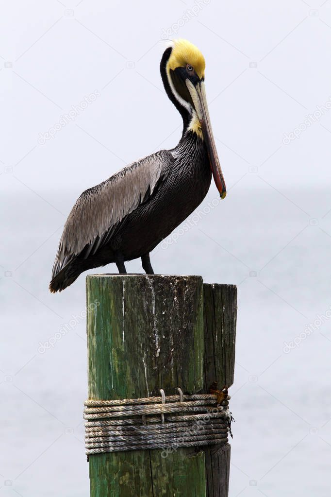 Brown Pelican on the Dock in South Padre Island, Texas