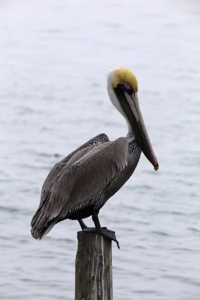 Pelicano marrom em um cais em South Padre Island, Texas — Fotografia de Stock