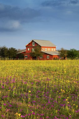 Texas Hill Country renkli bahar çiçek
