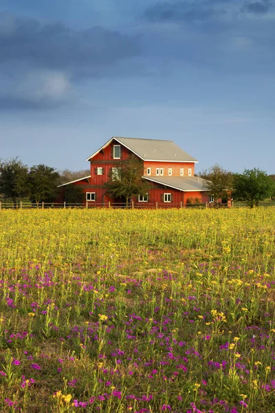 Texas Hill Country renkli bahar çiçek
