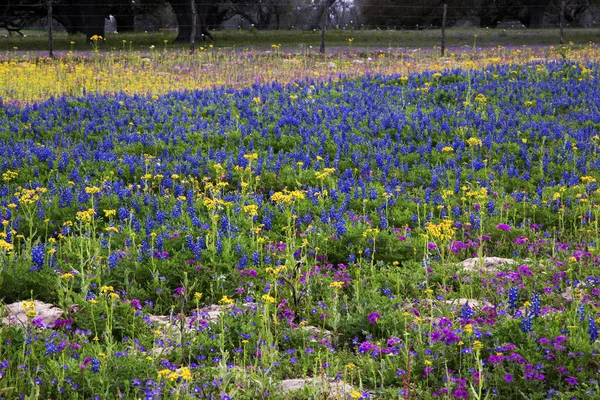 Texas Heuvelland in kleurrijke lente bloei — Stockfoto